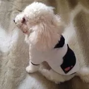 ひろりんの画像