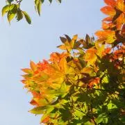 sunaの画像