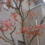 もりけん