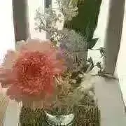 シノンの画像