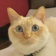 FELIXの画像