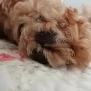 トワワの画像