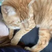 みーた
