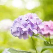 KKの画像