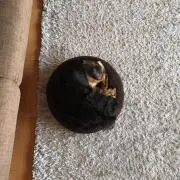 あこの画像