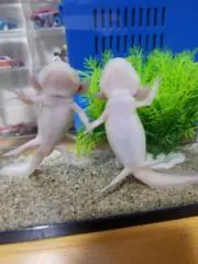 こと☆たく☆カオの画像