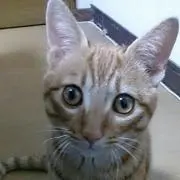 たまねこ
