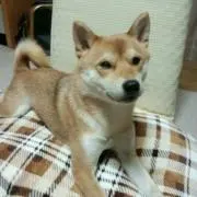 もも