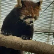 さくまる☆の画像