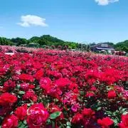 いちこ。プロフィール確認お願いします。の画像