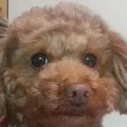 きなやまさんの画像