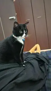 とり子