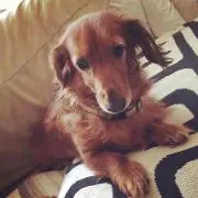 Kの画像