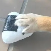 ぽよの画像