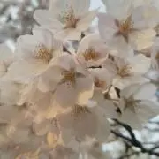 パンダまん