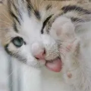 ♡ねこ♡今月処分予定♡プロフ必読