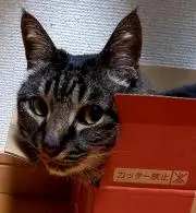 にゃんこちゃんの画像