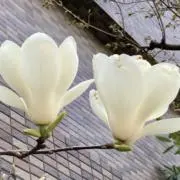 hanaの画像