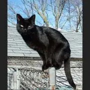 BLACKCAT