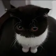 みんてぃ