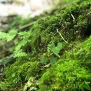 なのの画像
