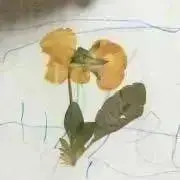 まこの画像