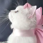 ayの画像
