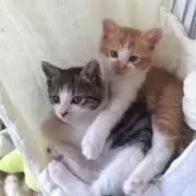あさいの画像