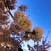みたの画像