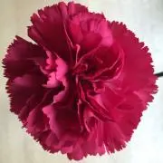 ムーミンママの画像