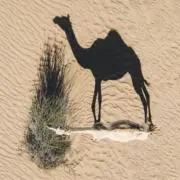 Image of camel
