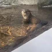 り