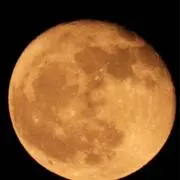月輪クマの画像