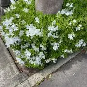 Image of あん