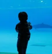 ちゃま