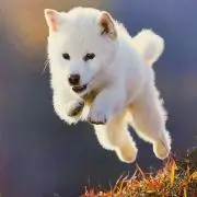 さつきの画像