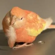 aki