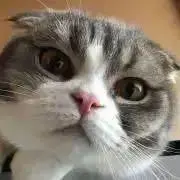 とてこの画像