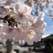 ろぜの画像