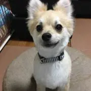 Shiho