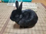 なるまま