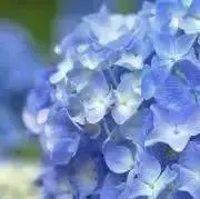 水無月の画像