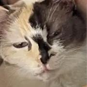 コンドル