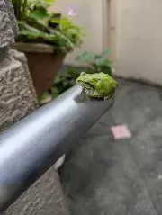 理沙（プロフ要確認）の画像