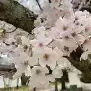 ♡carina♡いいねセール開催中の画像