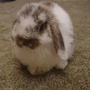 papillonの画像