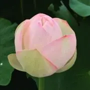 大福→プロフ必読の画像