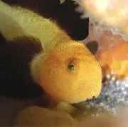 ダルマハゼの画像