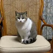 こはるの画像