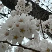 ちちゃんの画像